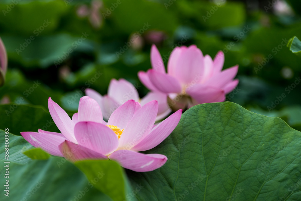 大賀ハスの花　千葉県千葉市　日本