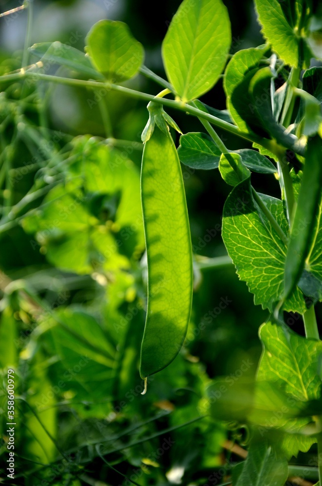 young pod of green peas growing in the kitchen garden in the sun young pod of green peas growing in the kitchen garden in the sun