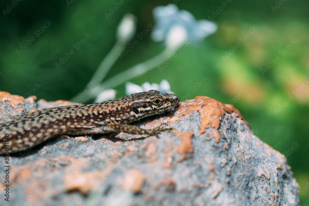 brown lizard lying on a stone brown lizard lying on a stone
