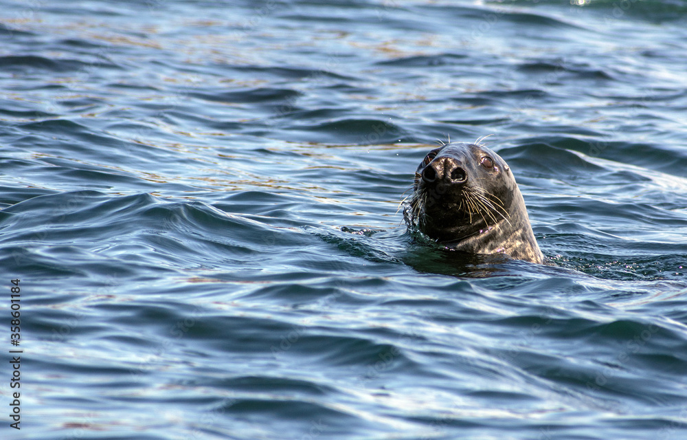 Obraz premium Grey Seal (Halichoerus grypus) .