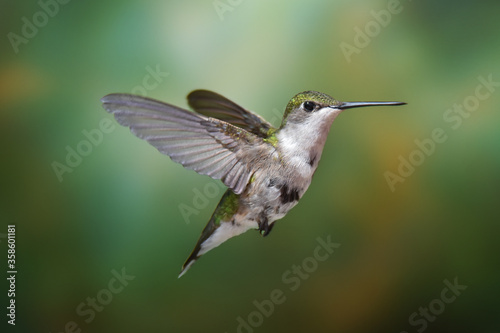 Hummingbird Flying in Air with Dreamy Green Background