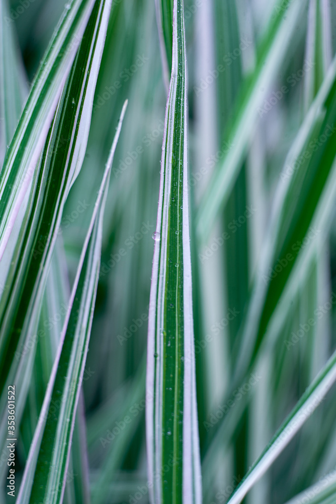 Fototapeta premium green and white grass close-up