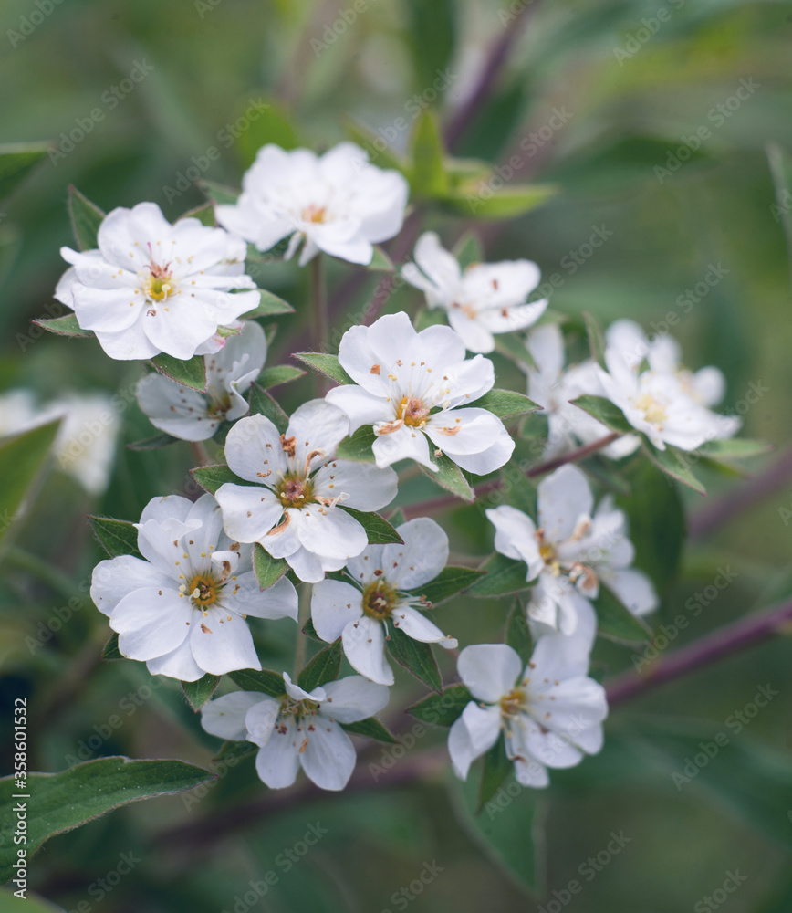 small white flowers on a background of foliage small white flowers on a background of foliage