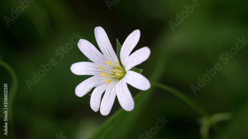 small white flowers on a background of foliage