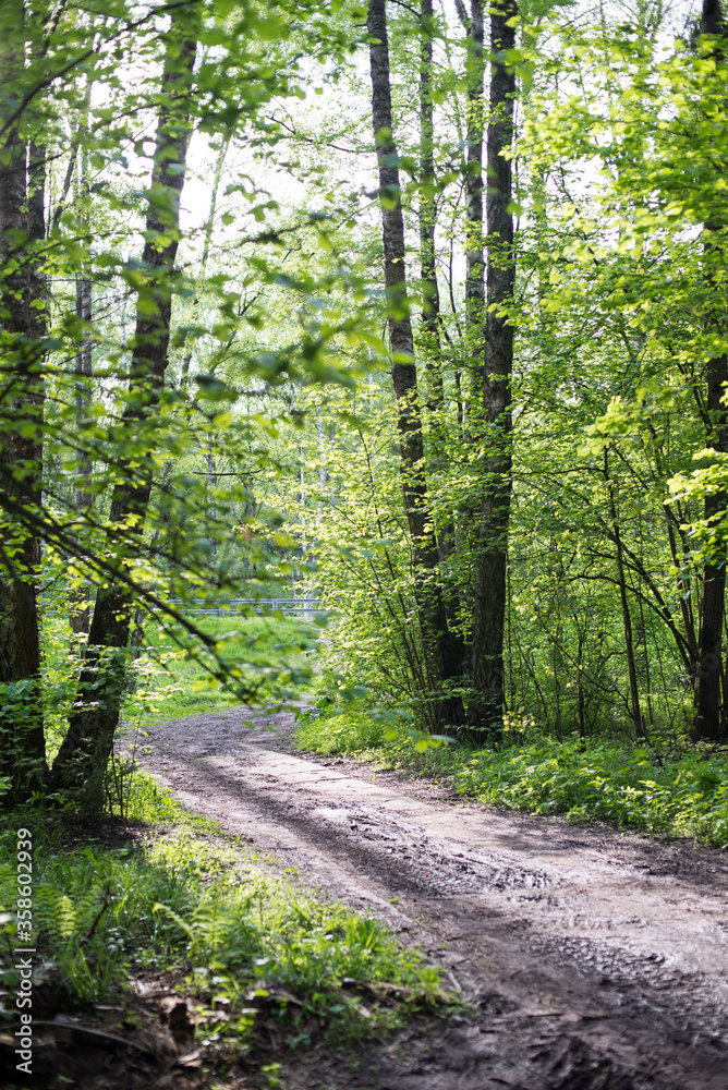 country road in a green forest