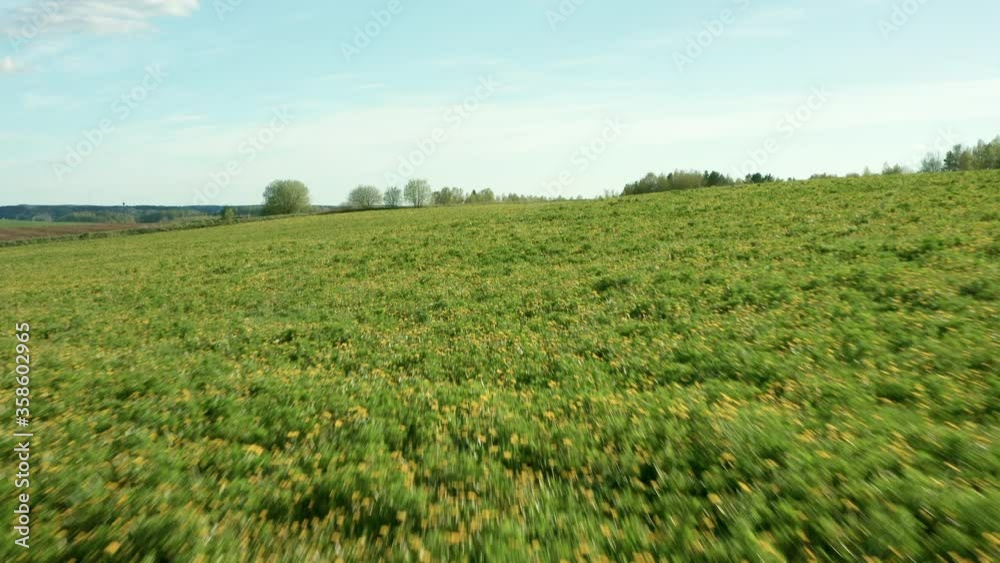 Low flight over the green hills of fields with yellow blooming dandelion flowers. Beautiful view of endless fields and meadows. Low flight over the green hills of fields with yellow blooming dandelion flowers. Beautiful view of endless fields and meadows.
