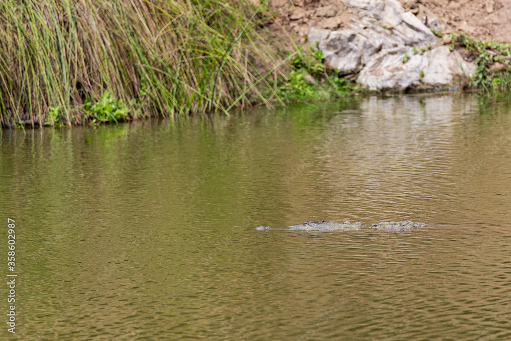 Fototapeta premium crocodile swimming