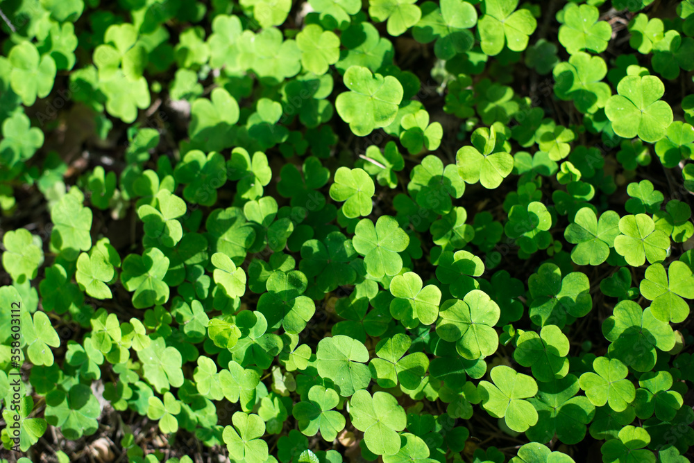 large clearing of three leafy green clover large clearing of three leafy green clover