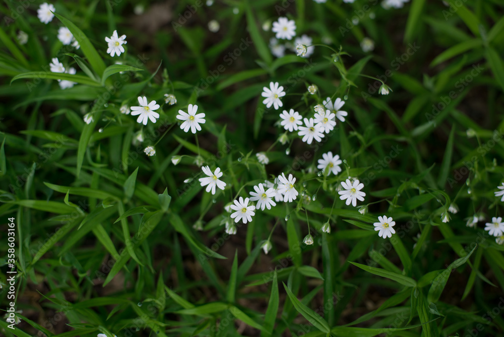 small white flowers on a background of green grass small white flowers on a background of green grass