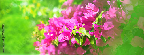Fototapeta Naklejka Na Ścianę i Meble -  Pink flowers with bright greens