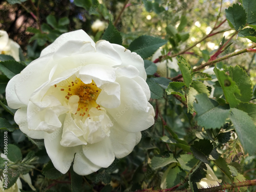 Blossoming white flower of a climbing rose on a branch. Close up Blossoming white flower of a climbing rose on a branch. Close up