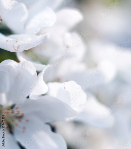 pink and white flowers of apple tree on a light background © Татьяна Ильиных