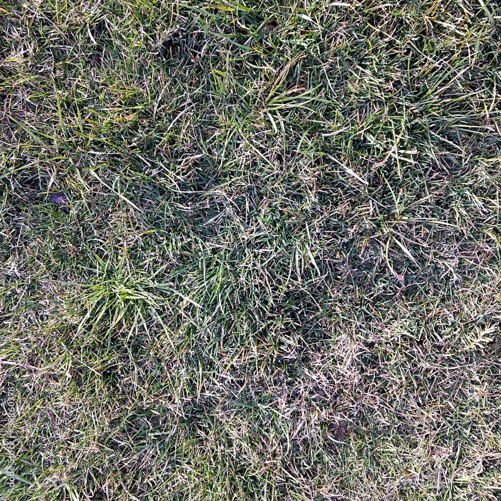 Grass Texture Grass Texture