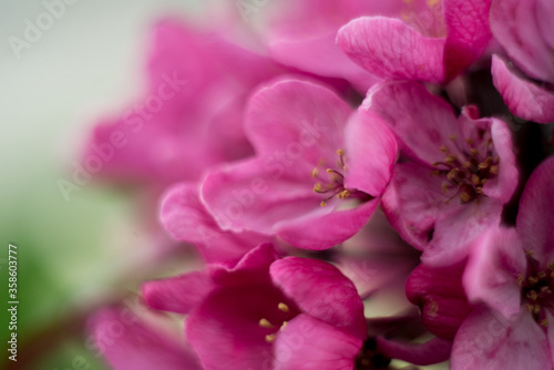 pink apple tree flowers on a green background