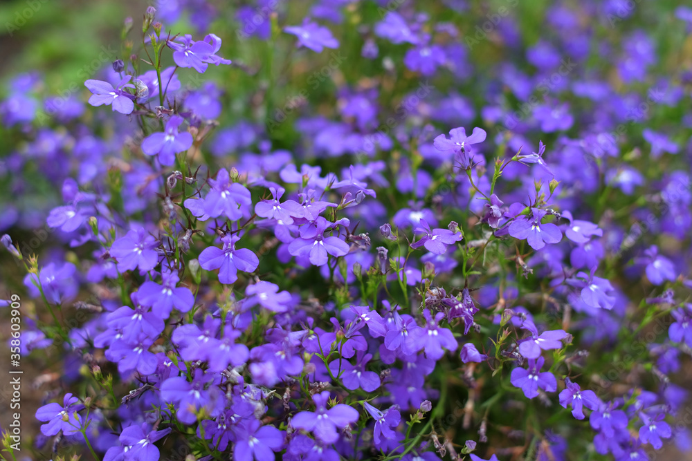 Obraz premium Many small filigree blue flowers.