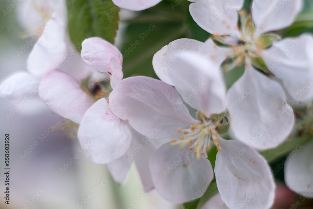 white-pink flowers of apple trees among greenery white-pink flowers of apple trees among greenery
