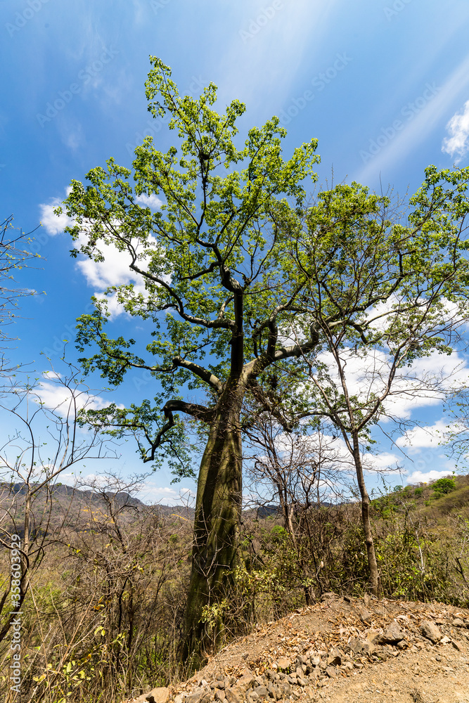 Fototapeta premium Magnificent green ceiba in the middle of the dry valley of Cazaderos, province of Loja