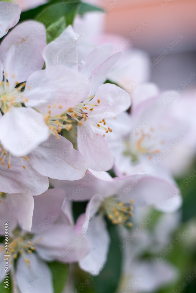 white-pink flowers of apple trees among greenery white-pink flowers of apple trees among greenery