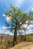 Magnificent green ceiba in the middle of the dry valley of Cazaderos, province of Loja