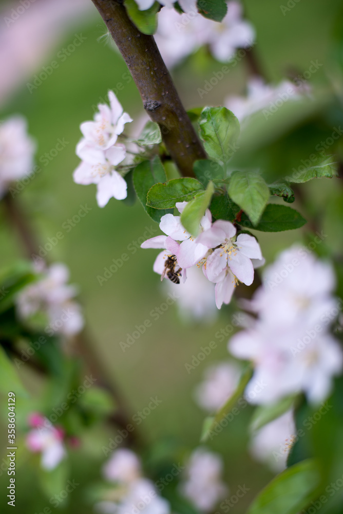 white-pink flowers of apple trees among greenery