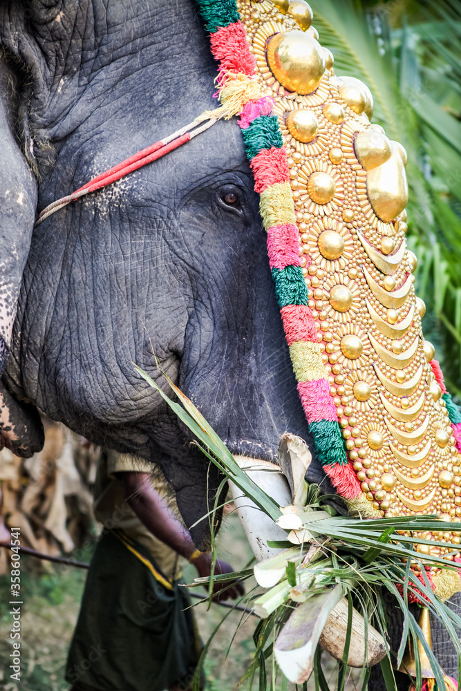 closeup indian domestic elephant with golden decoration eats green palm leaves
