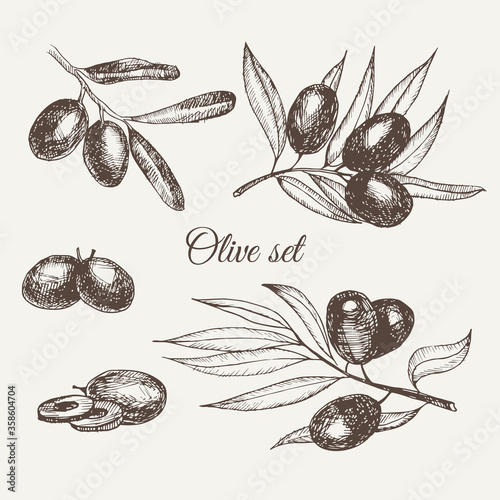 Hand drawn pencil olive set branch. Handdrawn sketch of olives. Vector illustration. EPS 10.