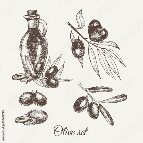Hand drawn pencil olive set, branch and botle of olive oil. Handdrawn sketch of olives. Vector illustration. EPS 10.