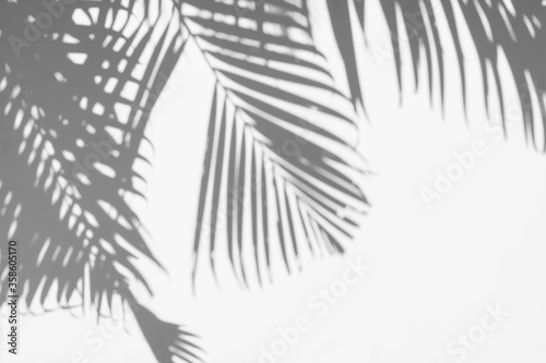 shadows palm leaf on white wall background