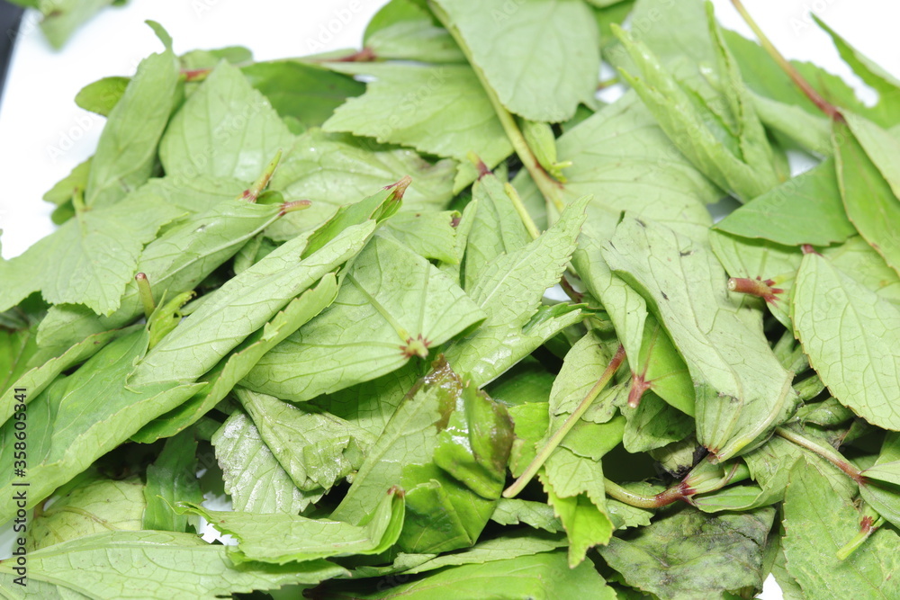 Rozelle leaves isolated on white background