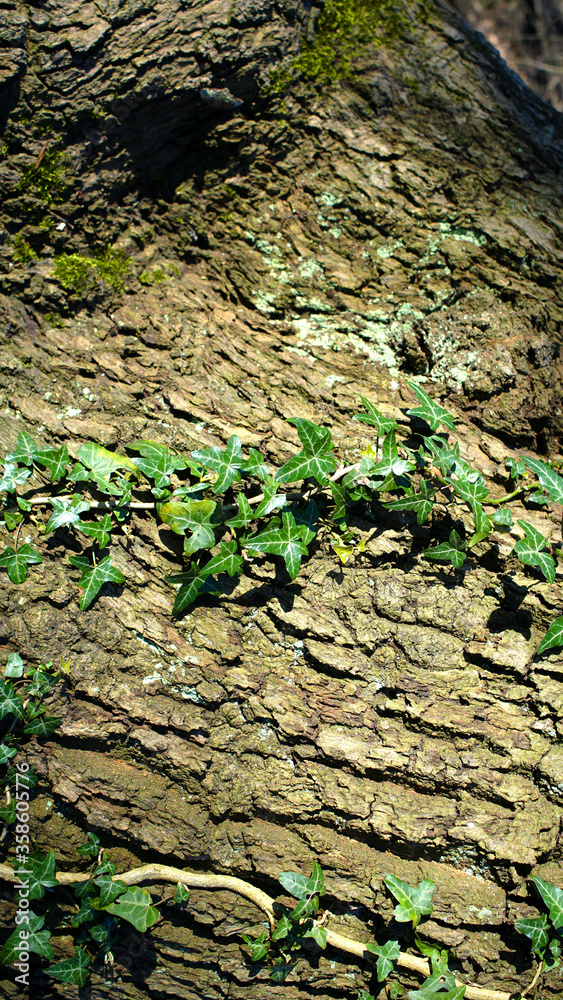 Vertical photo of green ivy on fabulous mysterious trunk of an old tree backdrop Vertical photo of green ivy on fabulous mysterious trunk of an old tree backdrop