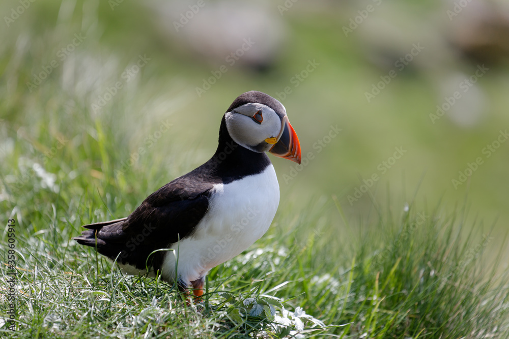 Little Puffin on Isle of Lunga in Scotland Little Puffin on Isle of Lunga in Scotland