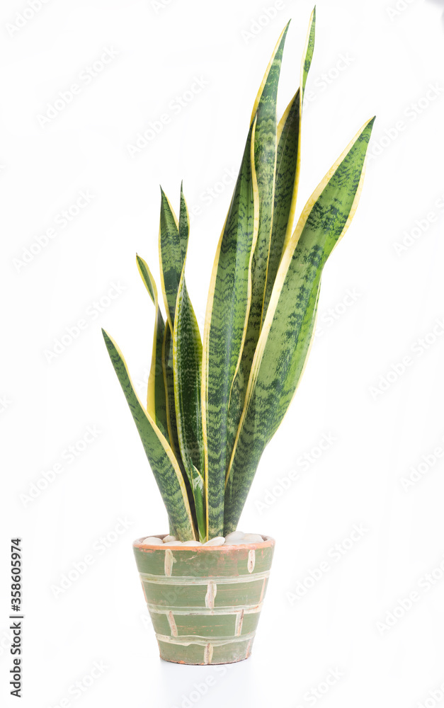 Snake plant or Sanseviera laurentii plant in clay pot isolated on white background Snake plant or Sanseviera laurentii plant in clay pot isolated on white background