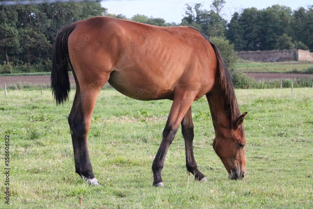 Cheval Cheval