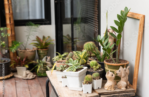 Home plant gardening with Cactus,Zanzibar Gem and Snake plant green leaf on wood plank outdoor.