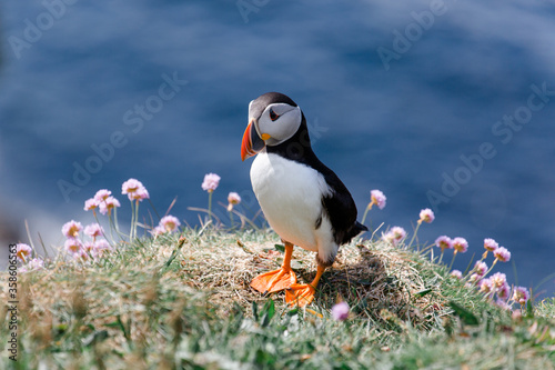 Little Puffin on Isle of Lunga in Scotland