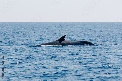 fin whale finback whale Mediterranean Sea Nizza