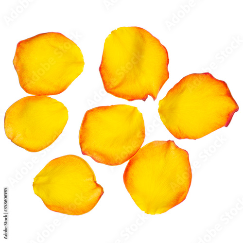 Yellow rose petals on white background isolation, top view