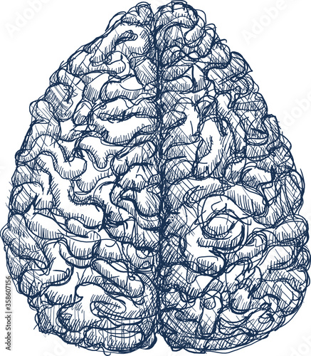 Pen sketch of a human brain. Shown top-down with both left and right hemispheres visible.