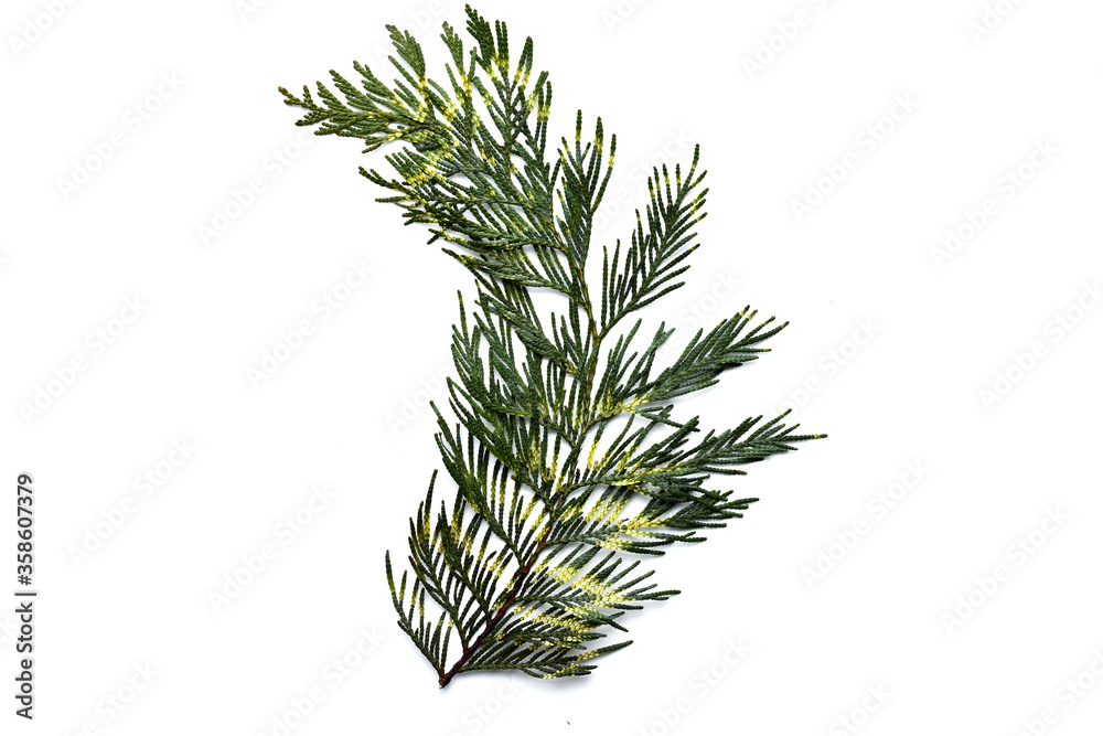 A composition of coniferous tree branches. Photo can be used for pharmacological, cosmetic, aesthetic design, packaging and other purposes. 