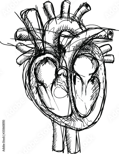 Pen sketch of the human heart with main veins and arteries. Shown in cross section to show the four chambers and valves.