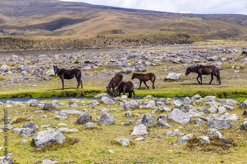 Wild horses