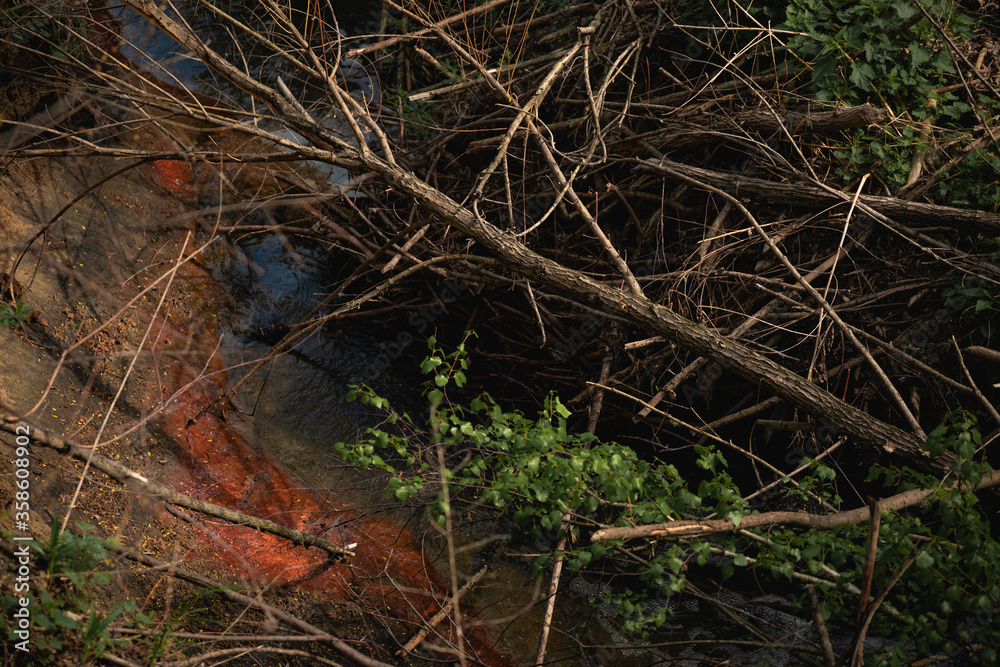 Fototapeta premium beaver dam in a ravine with a swamp in the forest