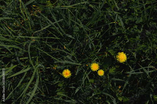 four yellow dandelions on green grass, top view
