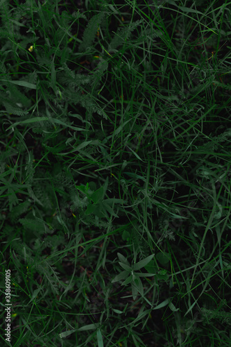 dark green plants and grass, top view