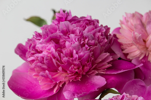 Pink peony flower blooming close-up