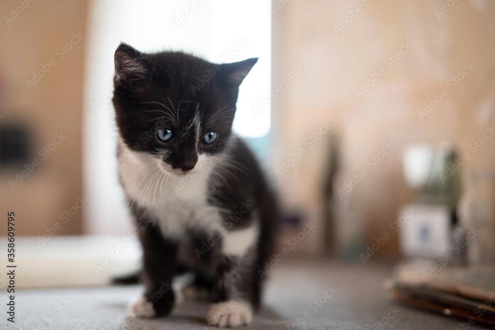 Portrait of a little black kitten with blue eyes sitting on the table. Portrait of a little black kitten with blue eyes sitting on the table.