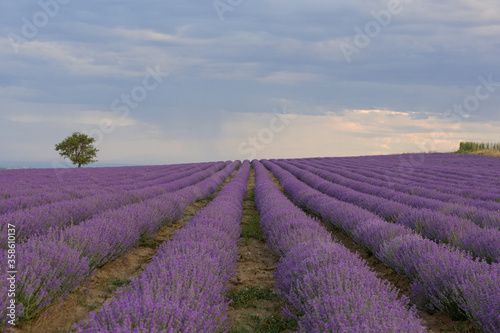 lavender field in Greece