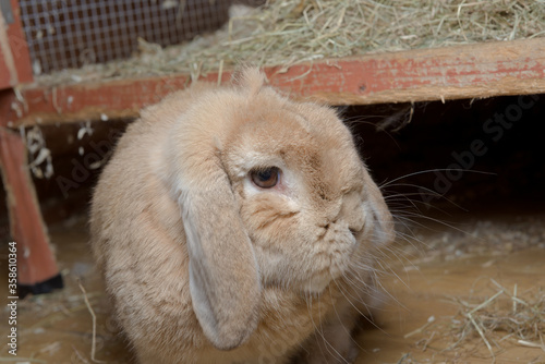 pet dwarf lop rabbit turns head to look at camera after stepping down from hutch.
