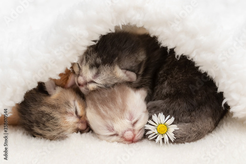 Cute newborn kittens sleeping together © g215