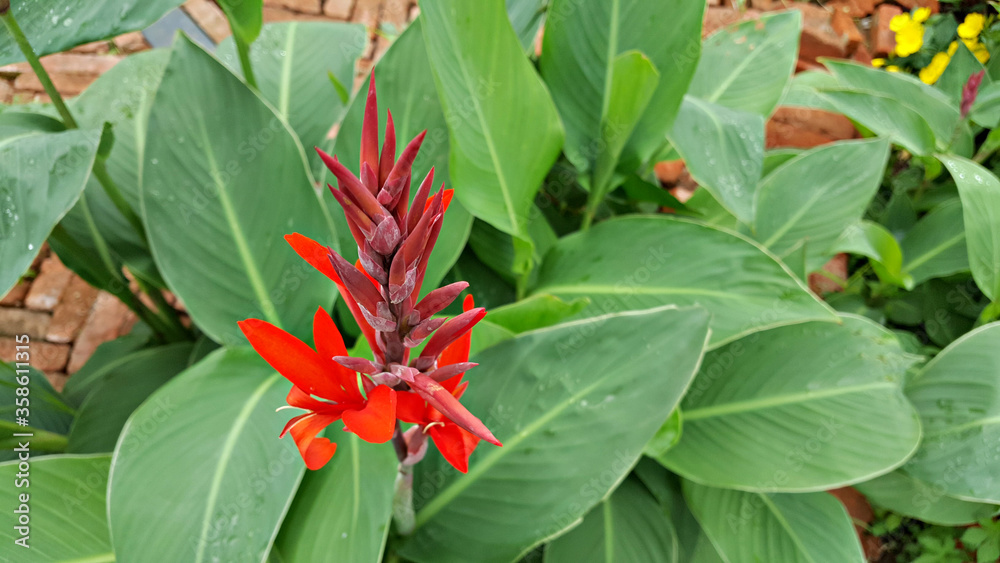 붉은색 칸나 꽃